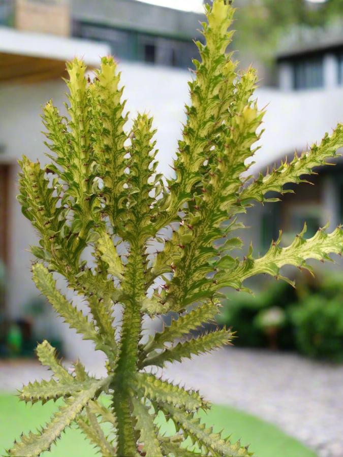 Succulent Euphorbia Lactea (Cristata Dragon) - Acacia Garden Center
