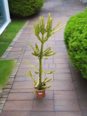 Succulent Euphorbia Lactea (Cristata Dragon) - Acacia Garden Center