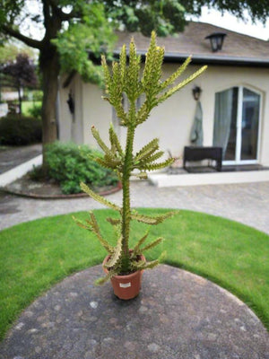 Succulent Euphorbia Lactea (Cristata Dragon) - Acacia Garden Center