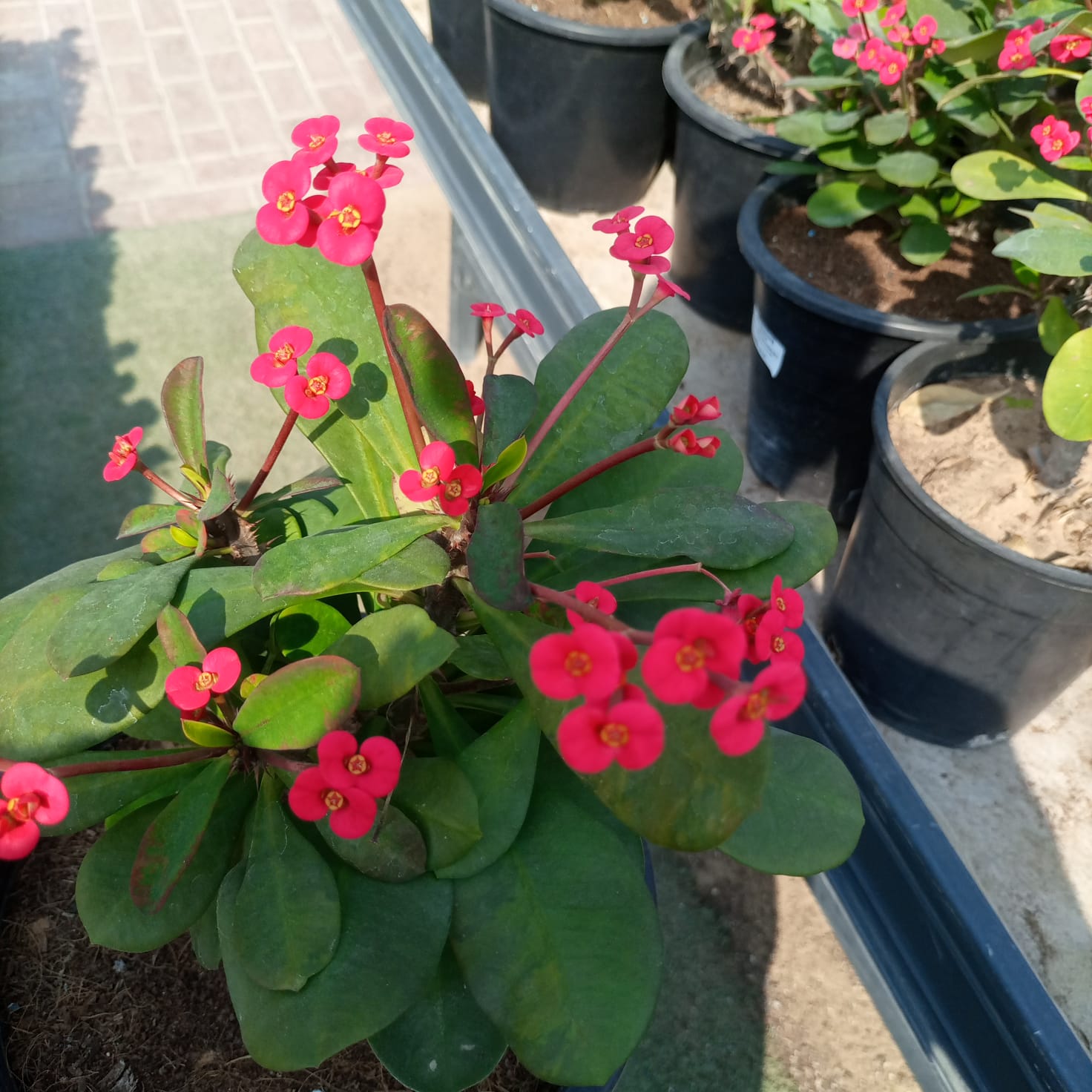 Succulent Euphorbia Milii | 40 - 50cm - Acacia Garden Center