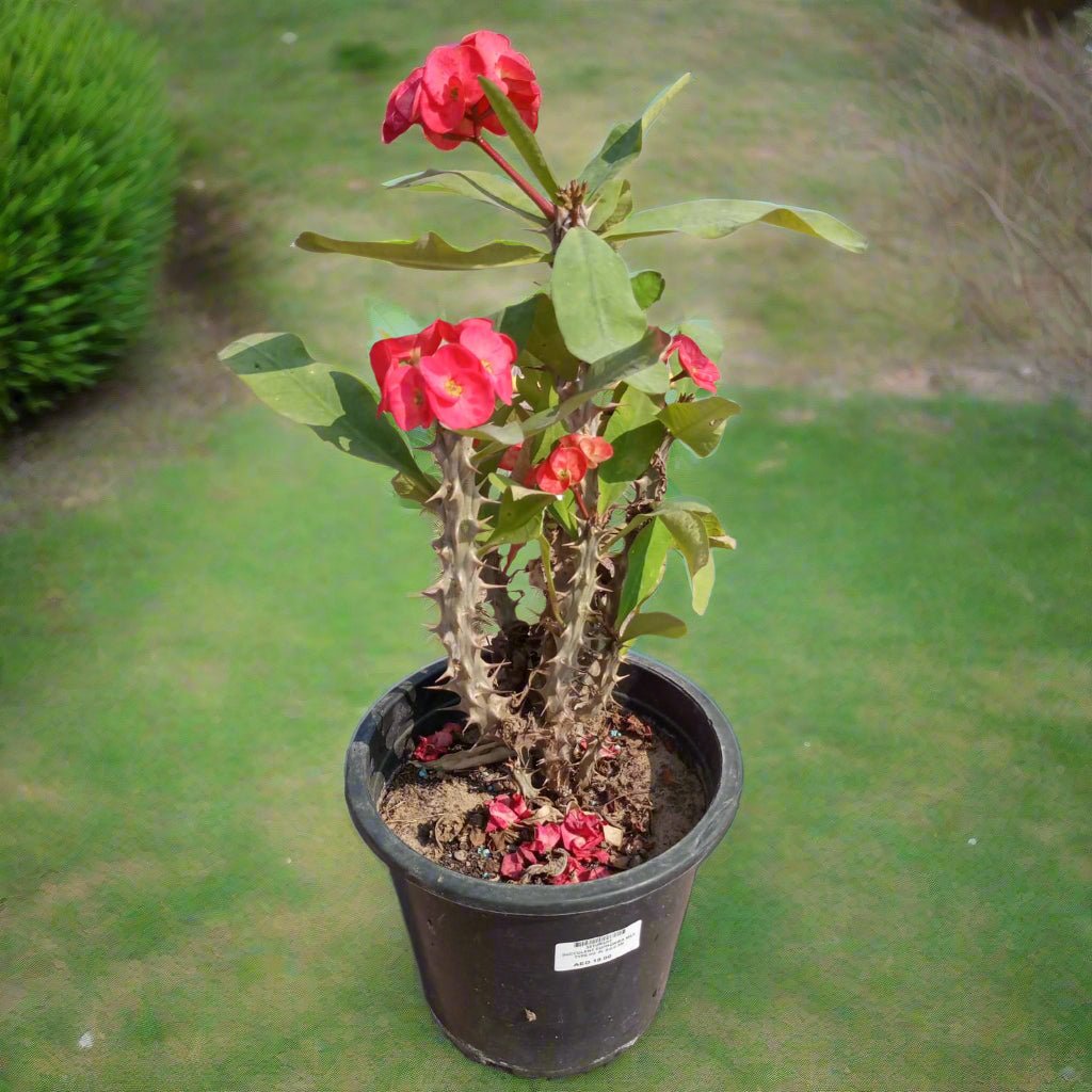 Succulent Euphorbia Milii | 40 - 50cm - Acacia Garden Center