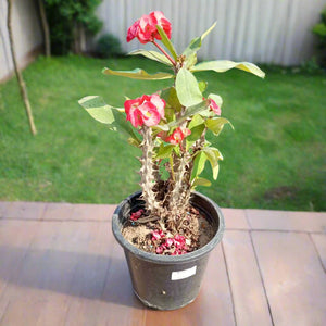 Succulent Euphorbia Milii | 40 - 50cm - Acacia Garden Center