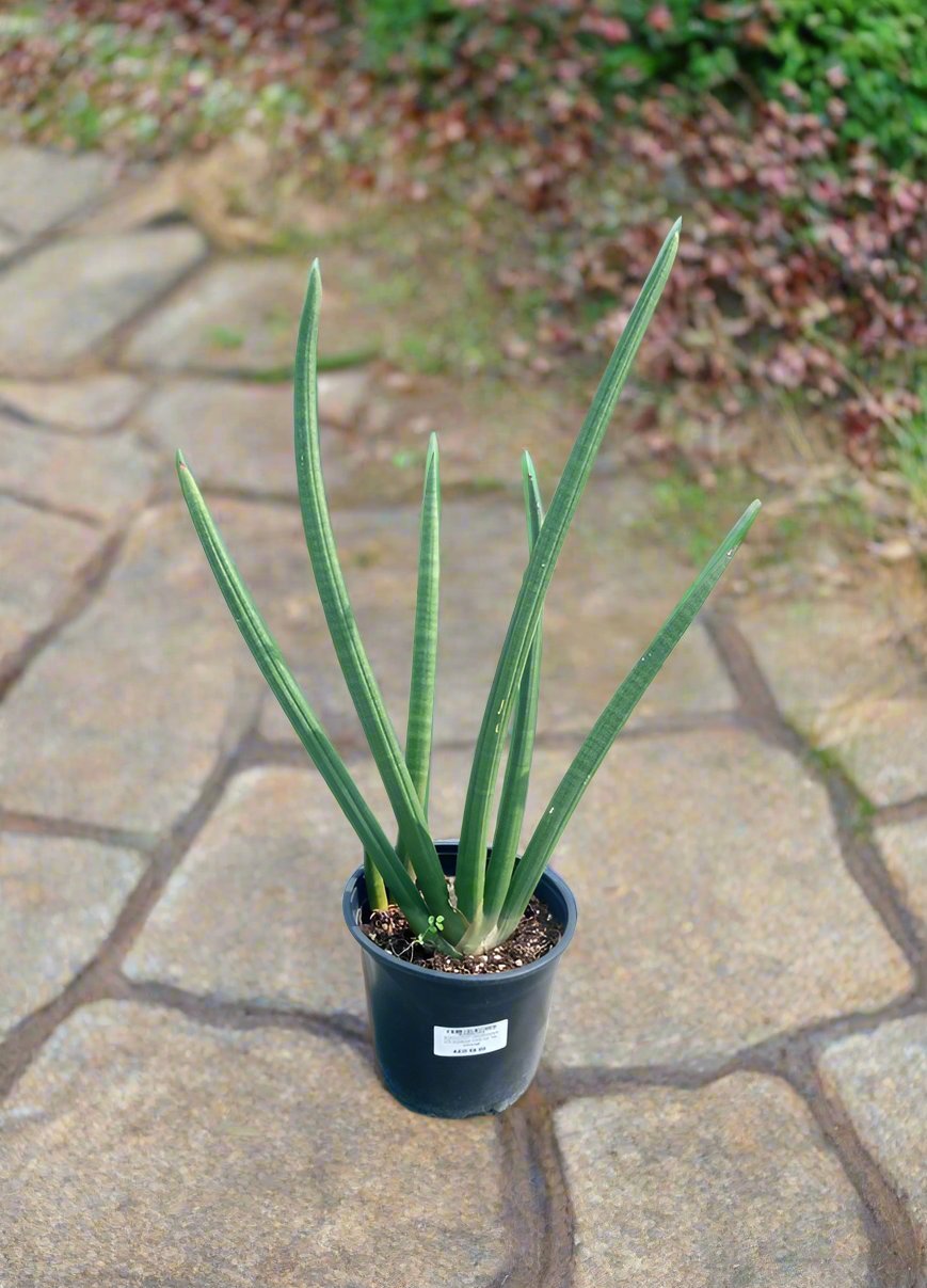 Succulent Sansevieria Cylindrica (Cylindrical Snake) | 60 - 70cm - Acacia Garden Center