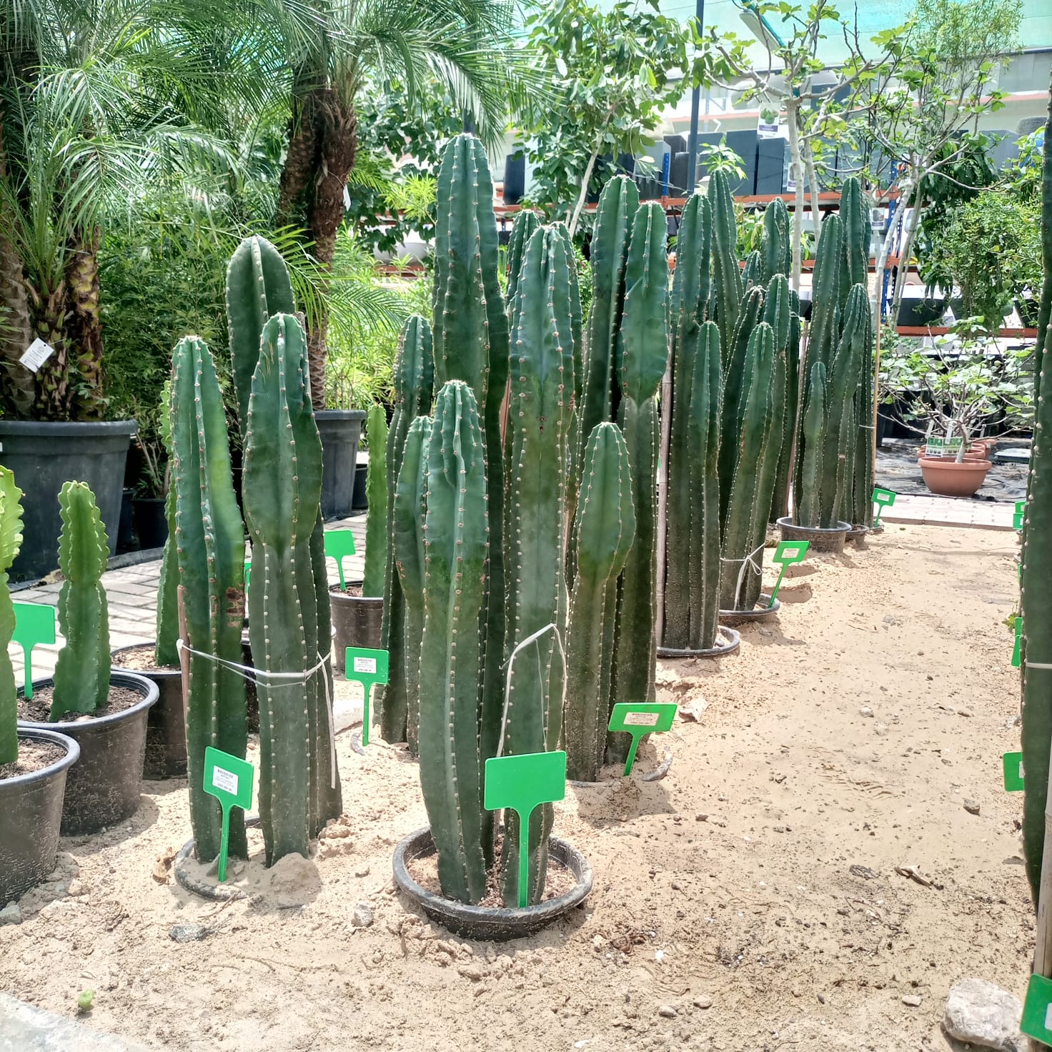 Succulent Stenocereus Thurberi (San Pedro Cactus | Organ Pipe Cactus) - Acacia Garden Center
