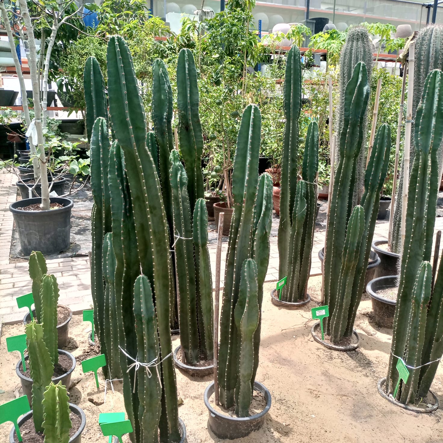 Succulent Stenocereus Thurberi (San Pedro Cactus | Organ Pipe Cactus) - Acacia Garden Center