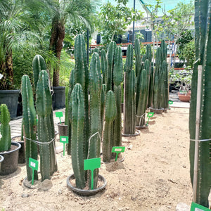 Succulent Stenocereus Thurberi (San Pedro Cactus | Organ Pipe Cactus) - Acacia Garden Center
