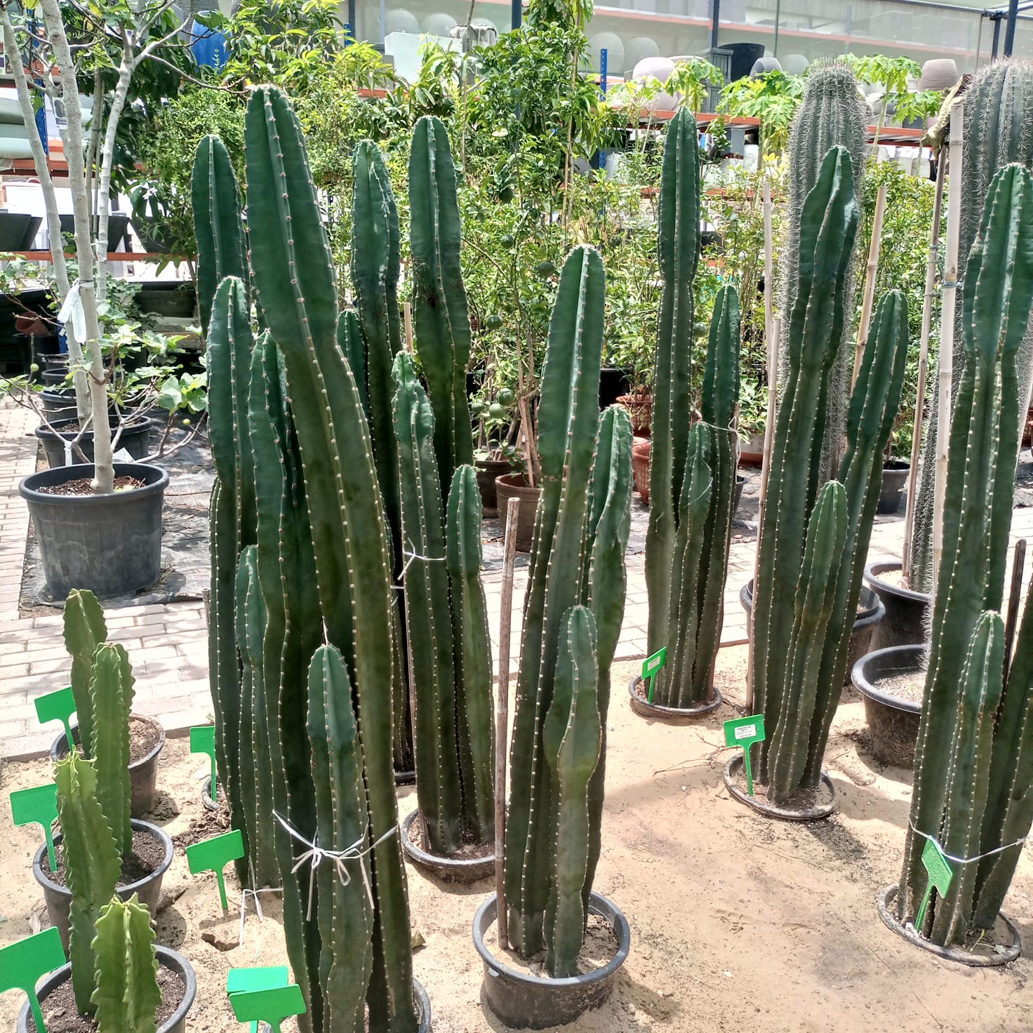 Succulent Stenocereus Thurberi (San Pedro Cactus | Organ Pipe Cactus) - Acacia Garden Center