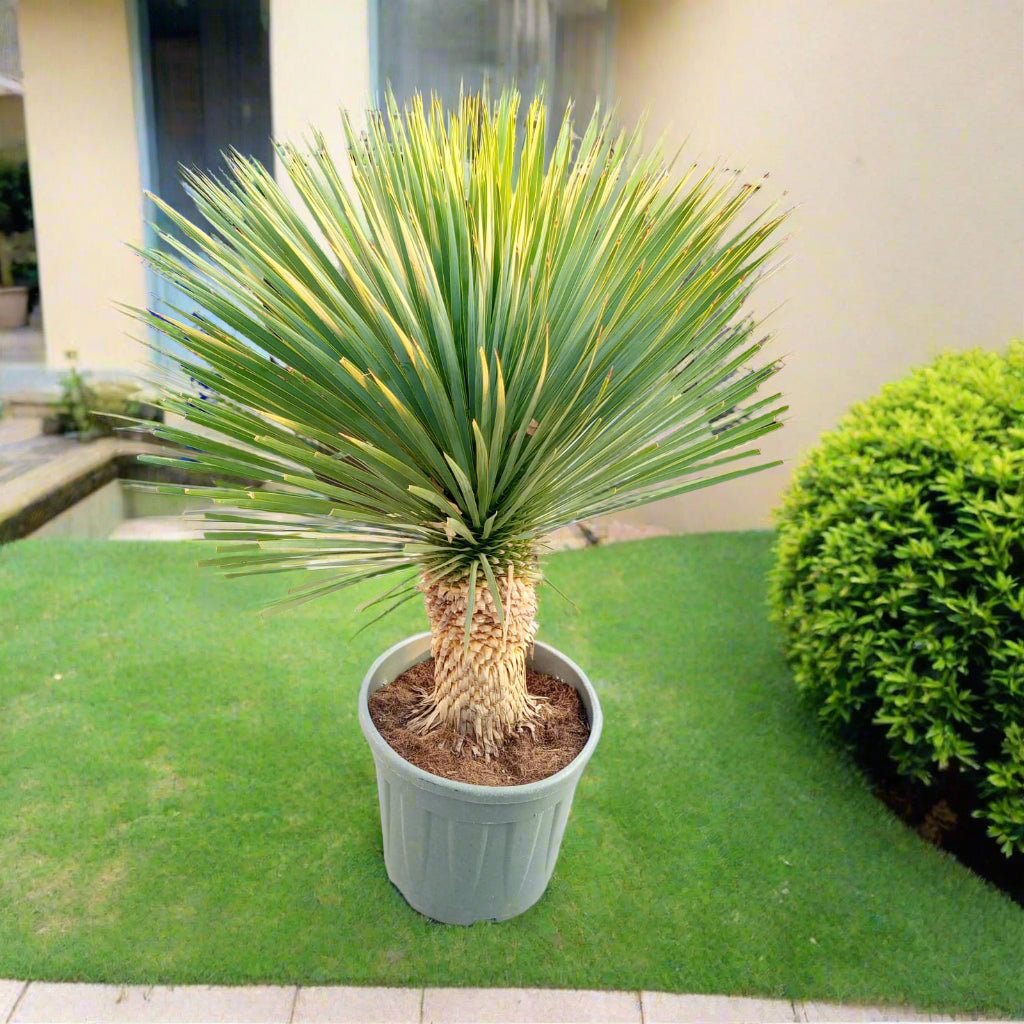 Succulent Yucca Rostrata | 60 - 80cm - Acacia Garden Center