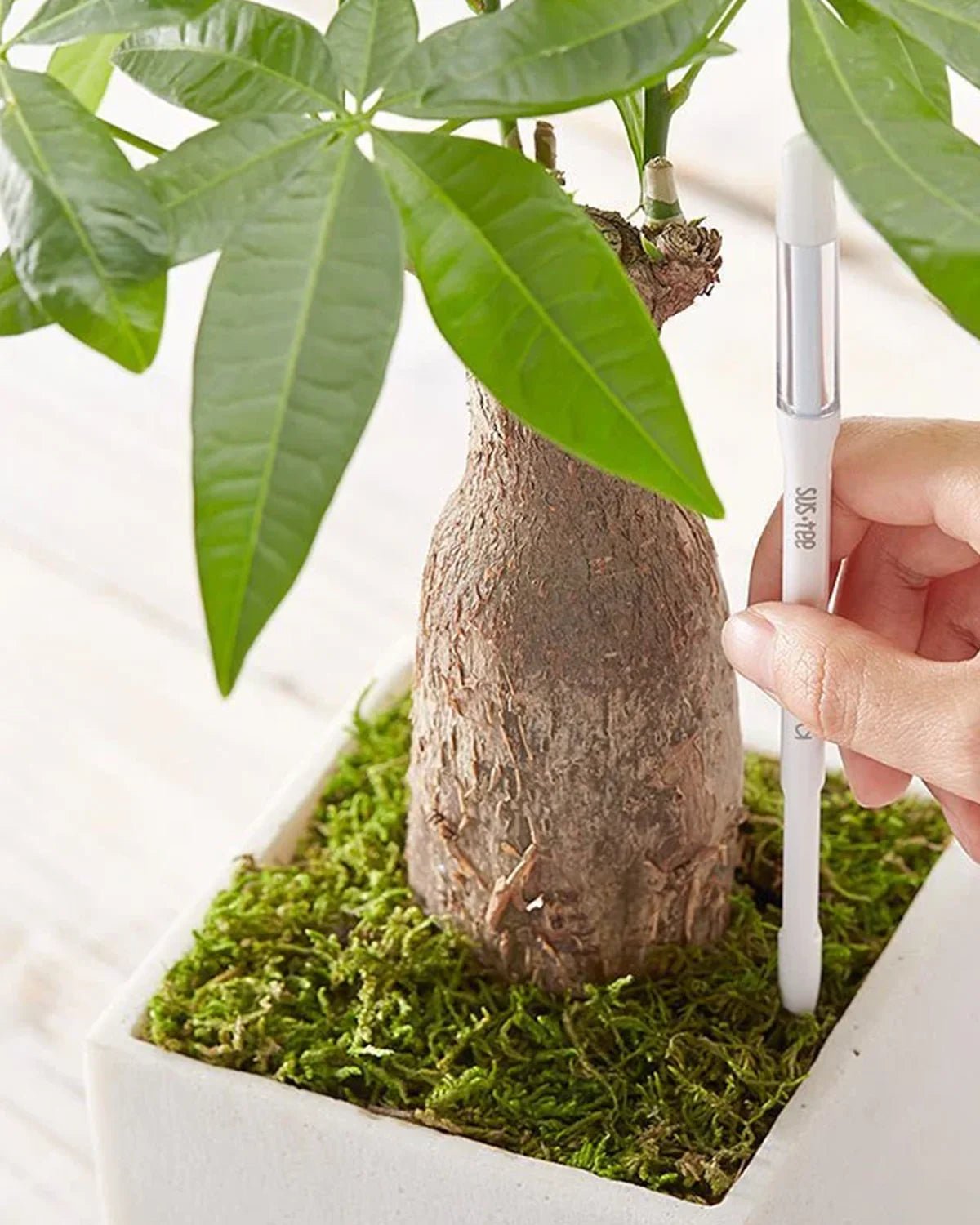 Sustee Aquameter (Per Piece) - Acacia Garden Center