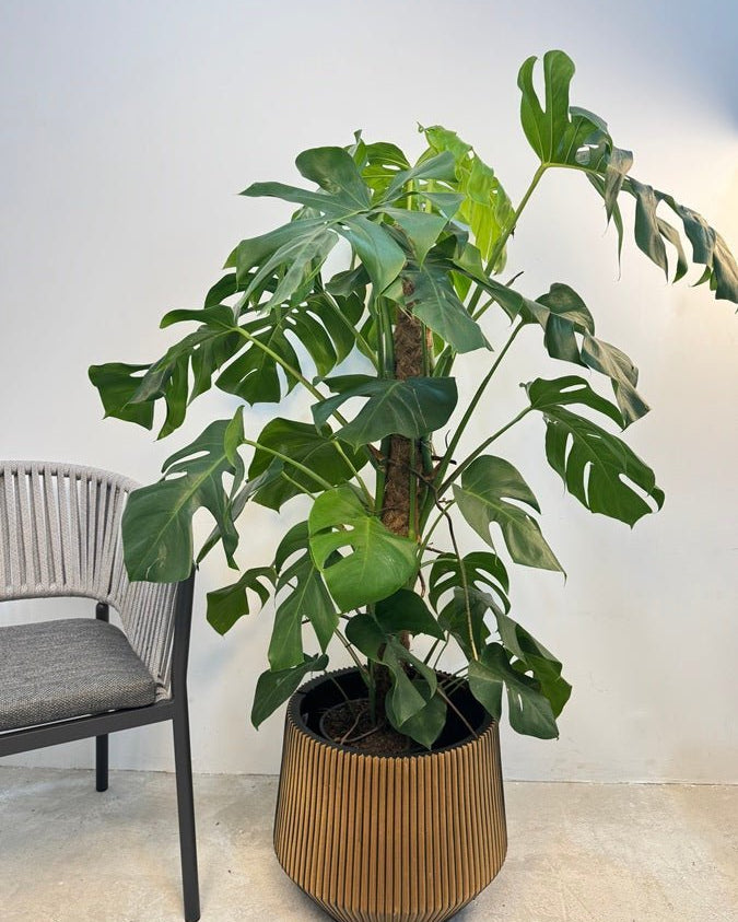 Swiss Cheese Plant (Monstera deliciosa) | Moss Stick, 1.2–1.4 m - Acacia Garden Center