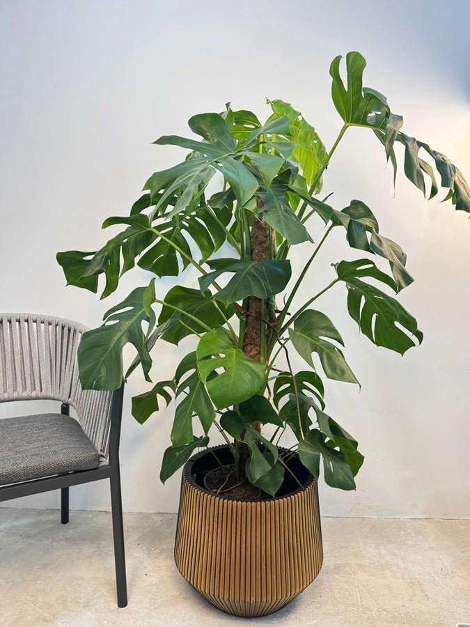 Swiss Cheese Plant (Monstera deliciosa) | Moss Stick, 1.2–1.4 m - Acacia Garden Center