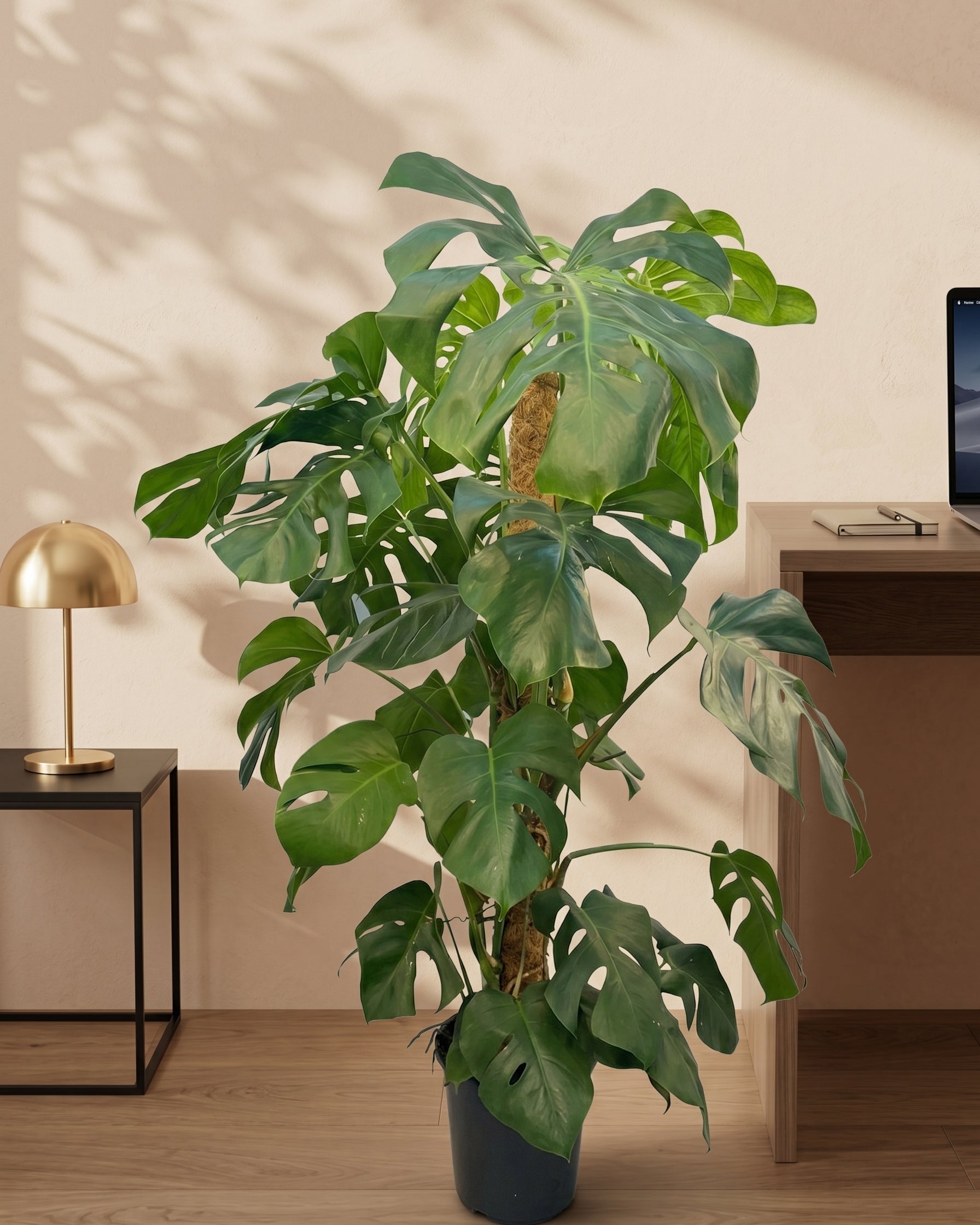 Swiss Cheese Plant (Monstera deliciosa) | Moss Stick, 1.2–1.4 m - Acacia Garden Center