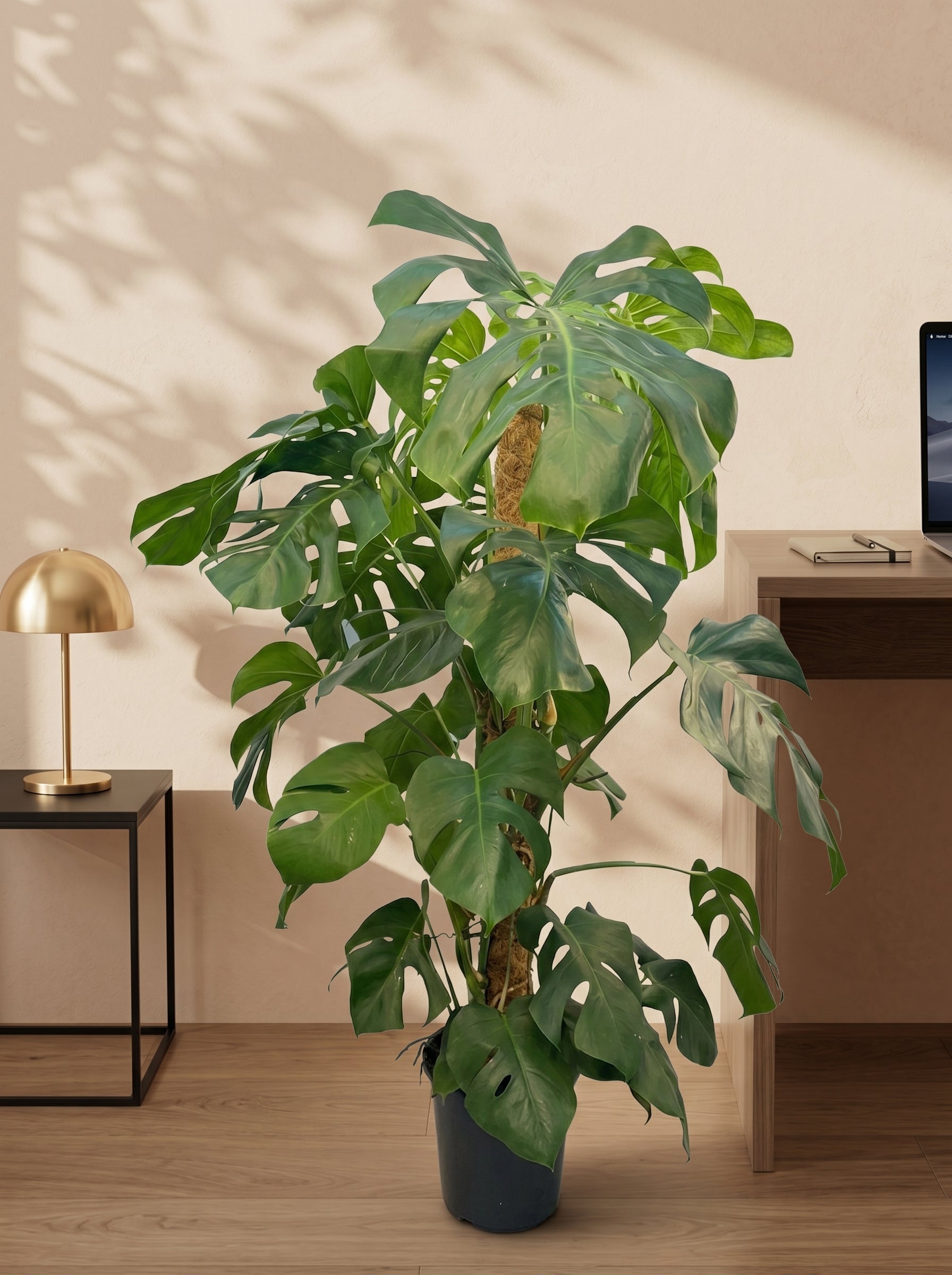 Swiss Cheese Plant (Monstera deliciosa) | Moss Stick, 1.2–1.4 m - Acacia Garden Center