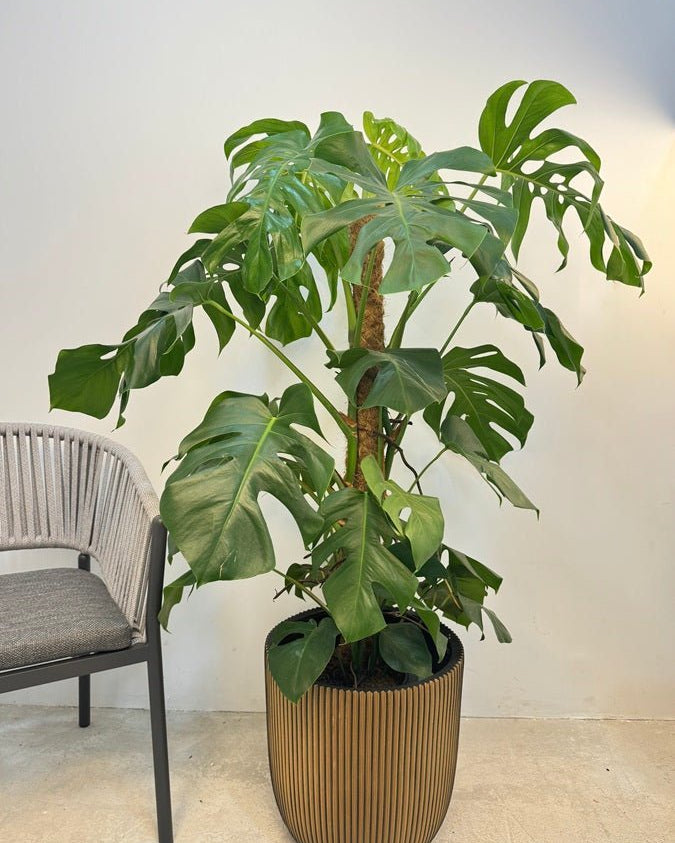 Swiss Cheese Plant (Monstera deliciosa) | Moss Stick, 1.2–1.4 m - Acacia Garden Center