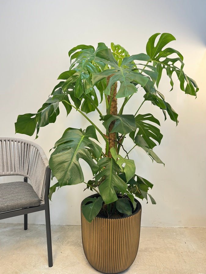 Swiss Cheese Plant (Monstera deliciosa) | Moss Stick, 1.2–1.4 m - Acacia Garden Center