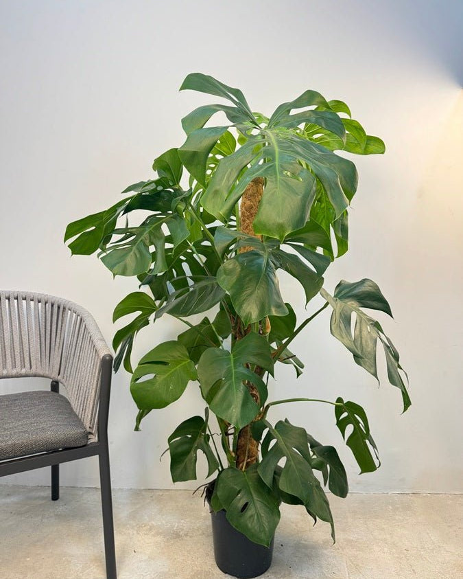 Swiss Cheese Plant (Monstera deliciosa) | Moss Stick, 1.2–1.4 m - Acacia Garden Center