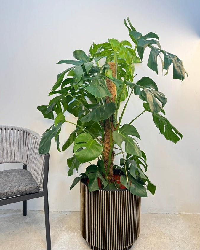 Swiss Cheese Plant (Monstera deliciosa) | Moss Stick, 1.2–1.4 m - Acacia Garden Center