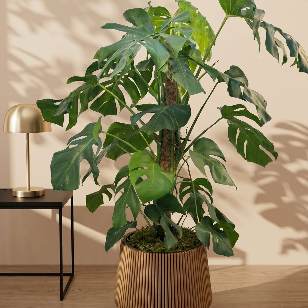 monstera plant stick Swiss Cheese Plant (Monstera deliciosa)