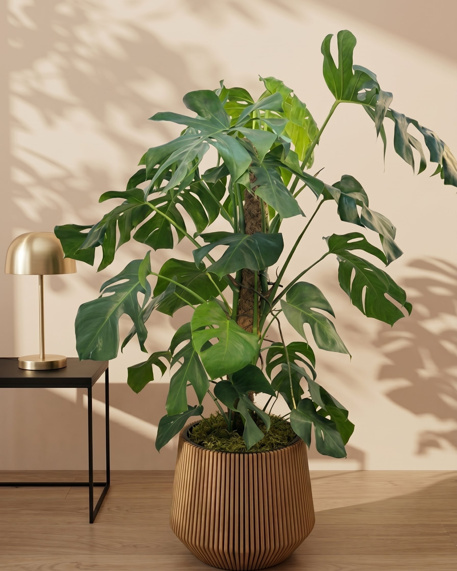 Swiss Cheese Plant (Monstera deliciosa) | Moss Stick, 1.2–1.4 m - Acacia Garden Center