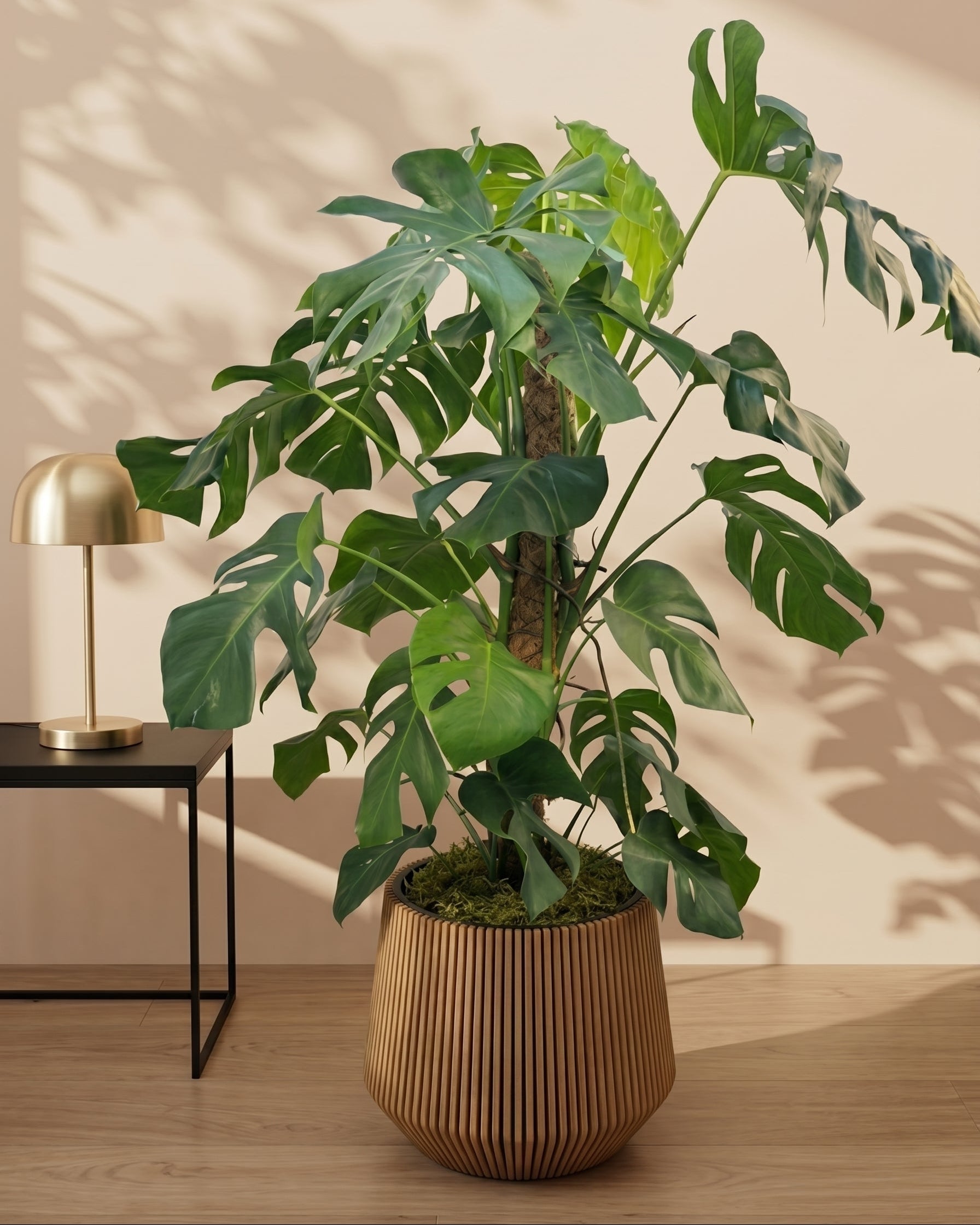 Swiss Cheese Plant (Monstera deliciosa) | Moss Stick, 1.2–1.4 m - Acacia Garden Center