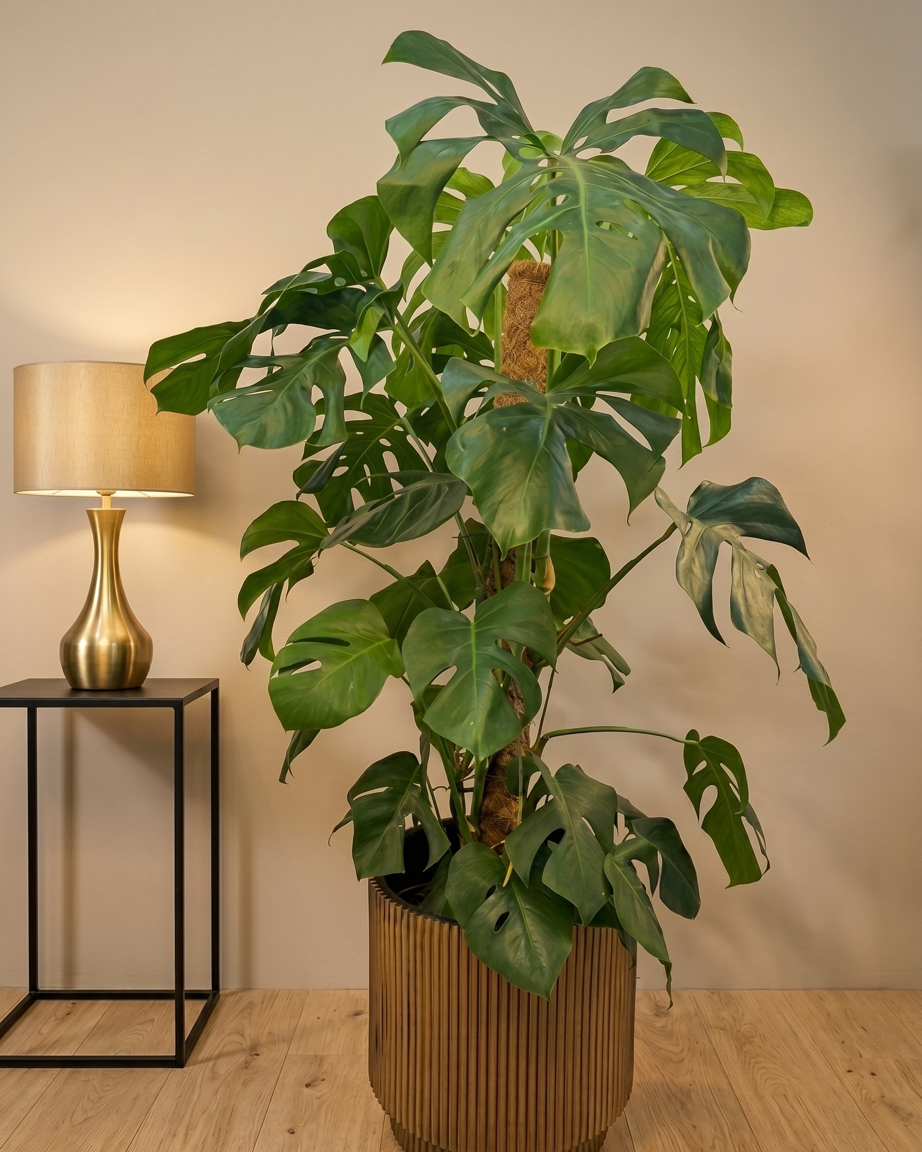 Swiss Cheese Plant (Monstera deliciosa) | Moss Stick, 1.2–1.4 m - Acacia Garden Center
