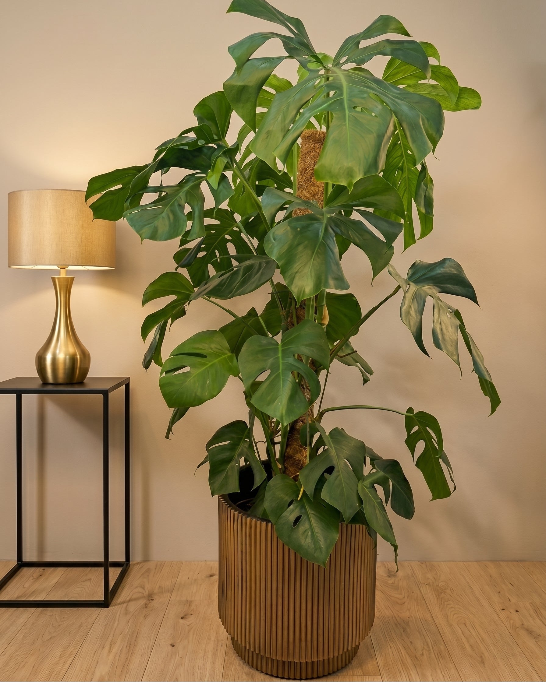 Swiss Cheese Plant (Monstera deliciosa) | Moss Stick, 1.2–1.4 m - Acacia Garden Center