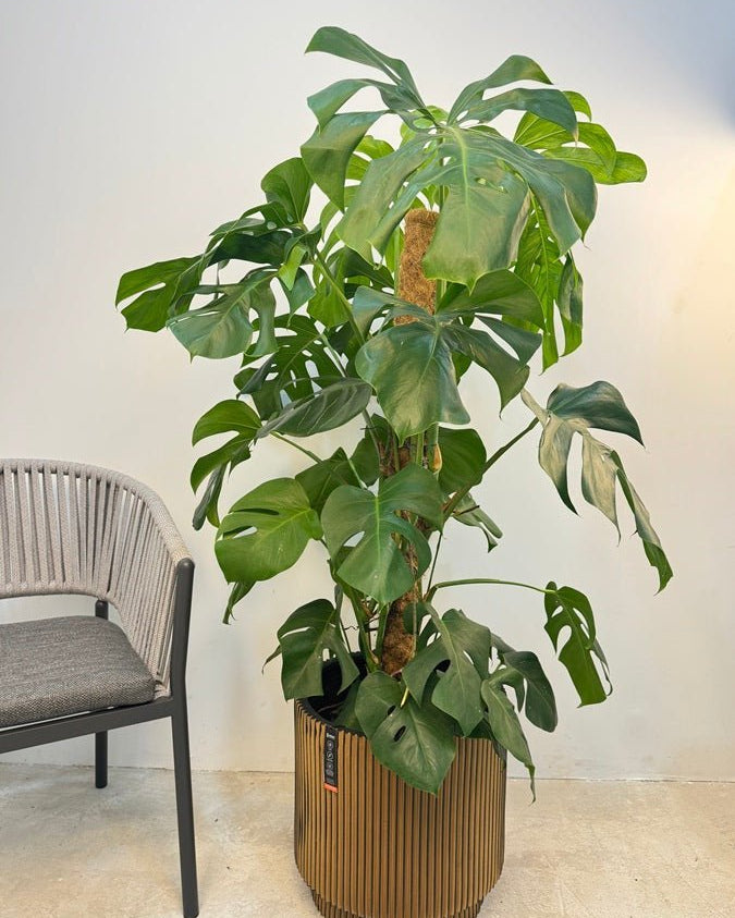 Swiss Cheese Plant (Monstera deliciosa) | Moss Stick, 1.2–1.4 m - Acacia Garden Center