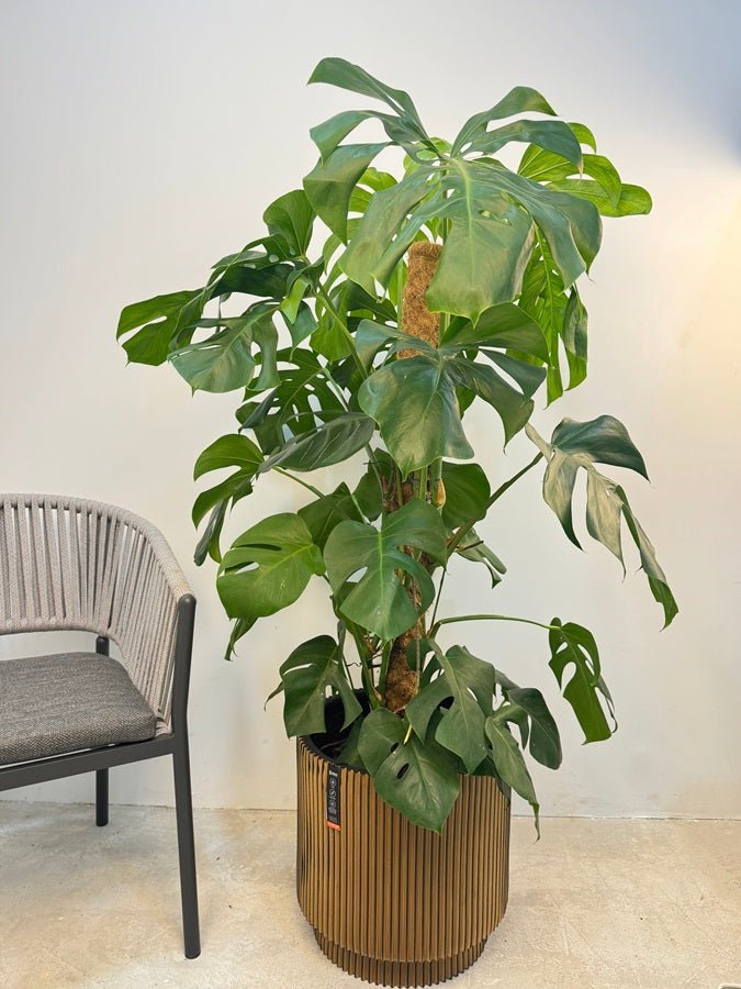 Swiss Cheese Plant (Monstera deliciosa) | Moss Stick, 1.2–1.4 m - Acacia Garden Center