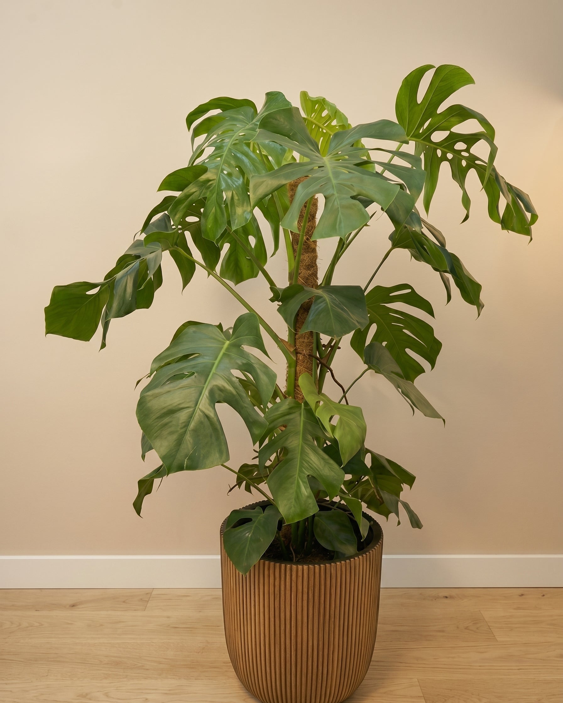 Swiss Cheese Plant (Monstera deliciosa) | Moss Stick, 1.2–1.4 m - Acacia Garden Center