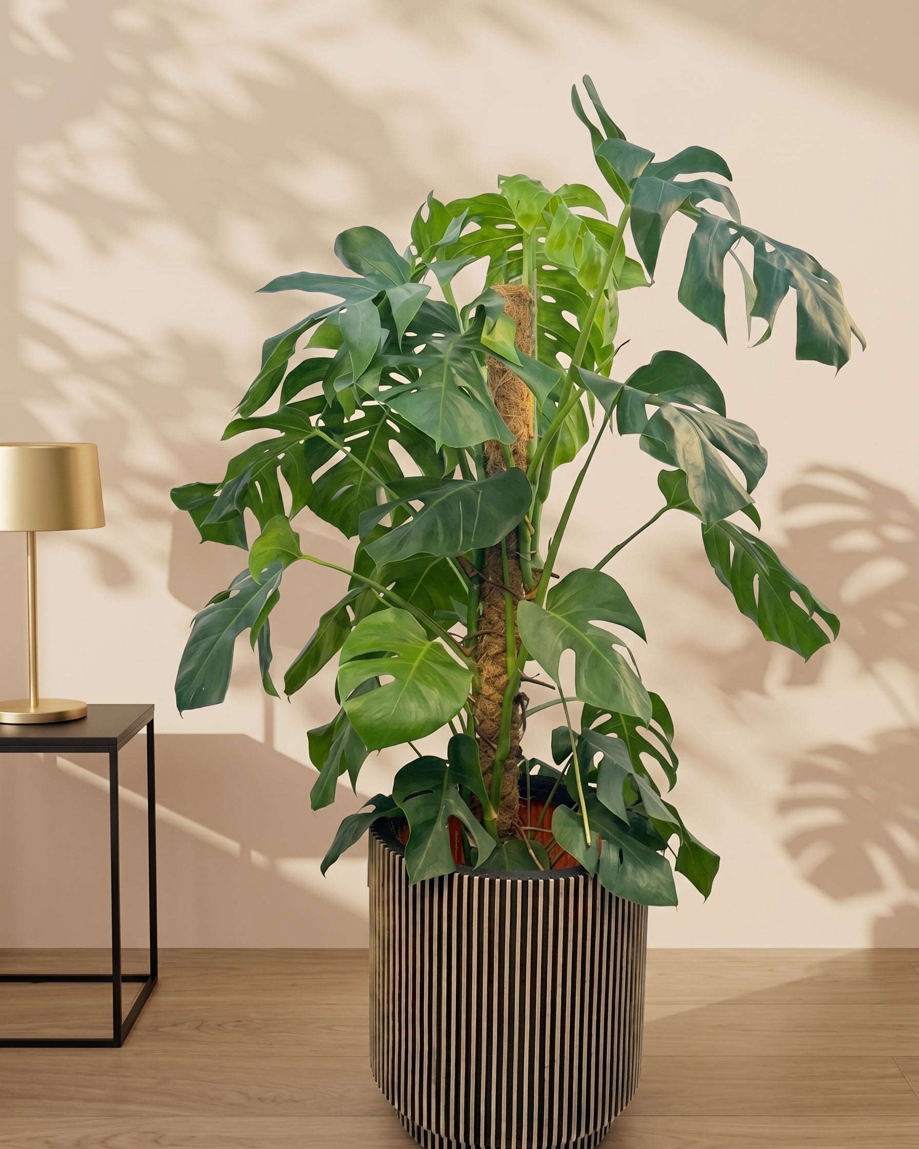 Swiss Cheese Plant (Monstera deliciosa) | Moss Stick, 1.2–1.4 m - Acacia Garden Center