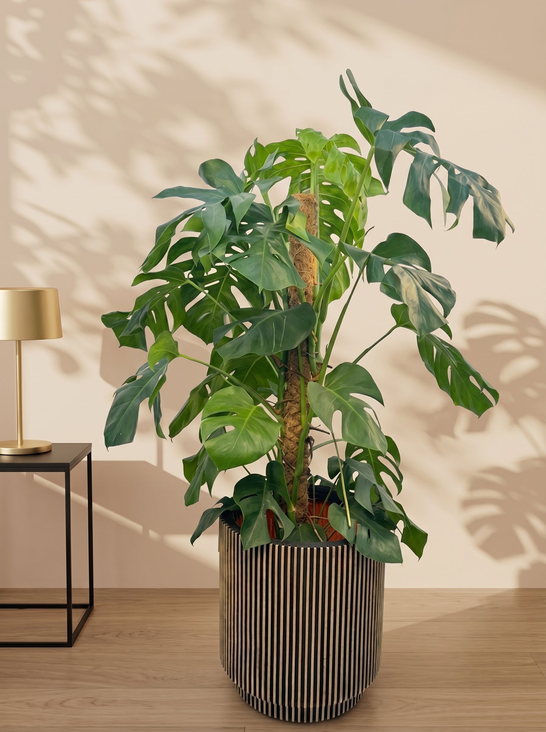 Swiss Cheese Plant (Monstera deliciosa) | Moss Stick, 1.2–1.4 m - Acacia Garden Center