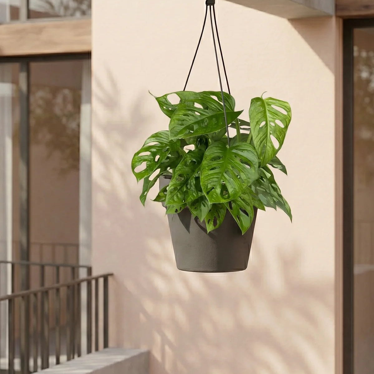 monstera adansonii hanging Buy Adanson's Monstera (Monstera adansonii) Hanging 30 - 40cm