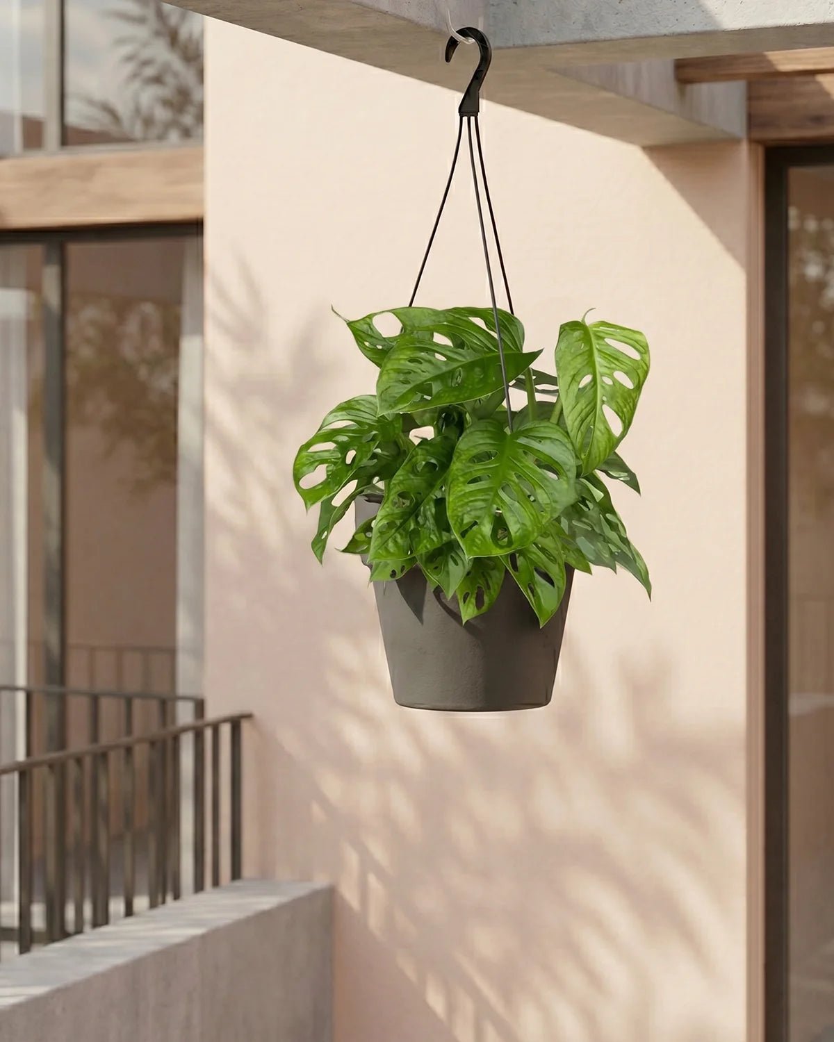 Swiss Cheese Vine (Monstera adansonii) | 15–20 cm - Acacia Garden Center
