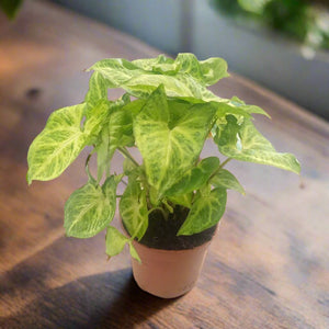 Syngonium Podophyllum (Arrowhead | Goosefoot) | 15 - 20 cm - Acacia Garden Center
