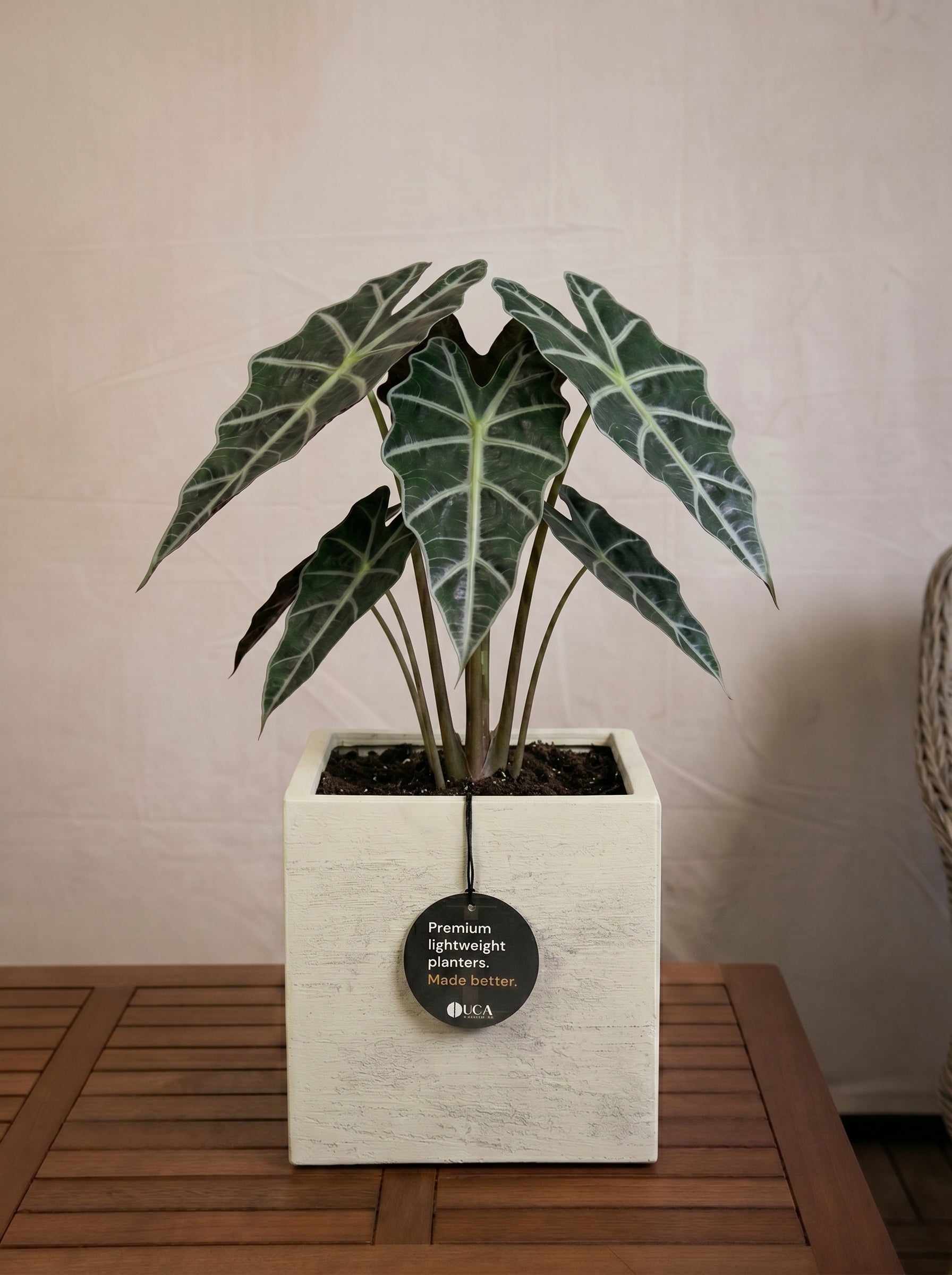 Terreno Cube | Square Planter, Dia. 20–50 cm - Acacia Garden Center