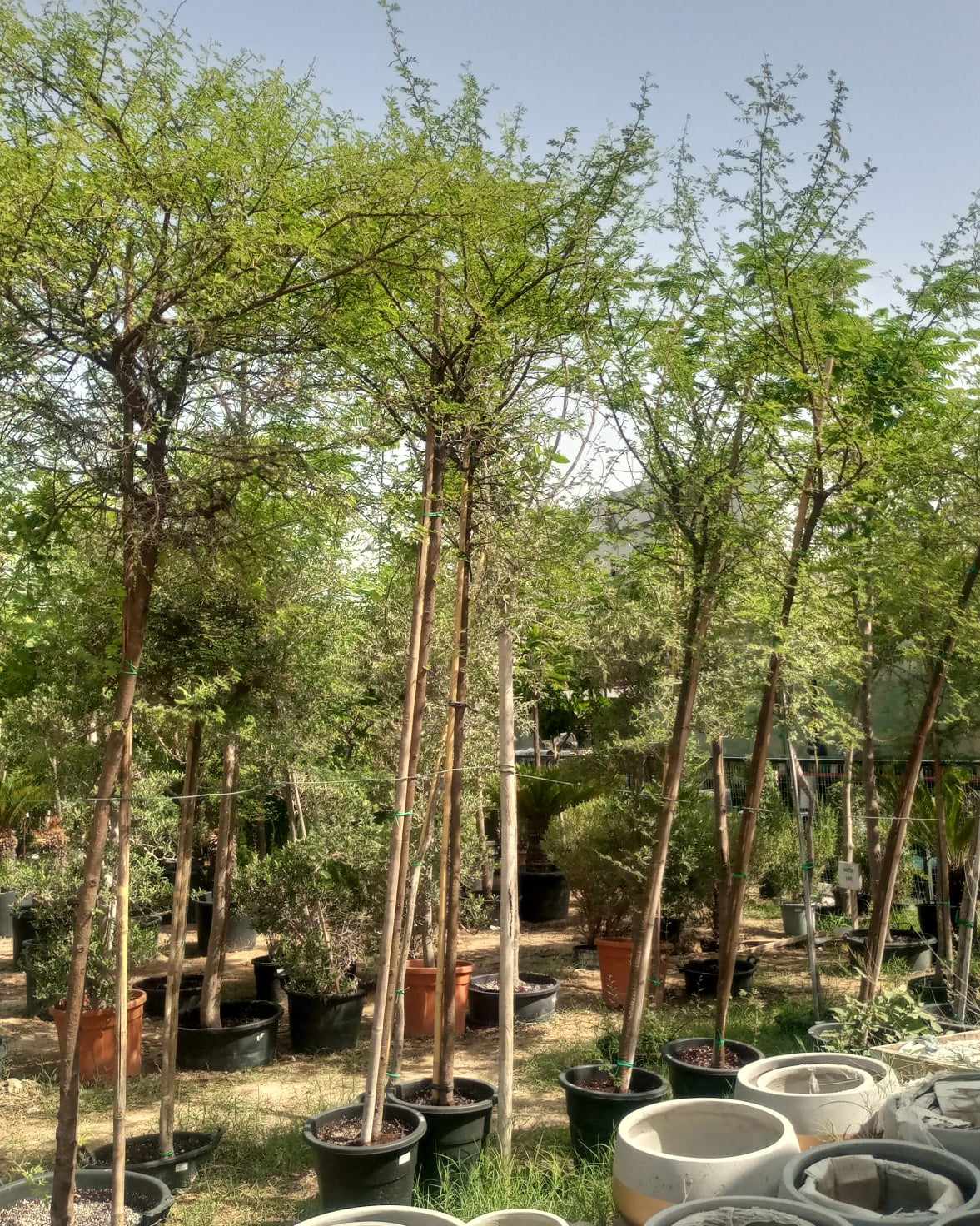 Tree Acacia Mellifera (Blackthorn or Honey acacia) | 2.5 - 3.0 m | 16 cm girth - Acacia Garden Center