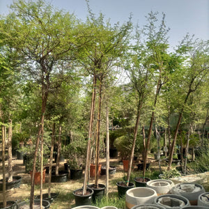 Tree Acacia Mellifera (Blackthorn or Honey acacia) | 2.5 - 3.0 m | 16 cm girth - Acacia Garden Center