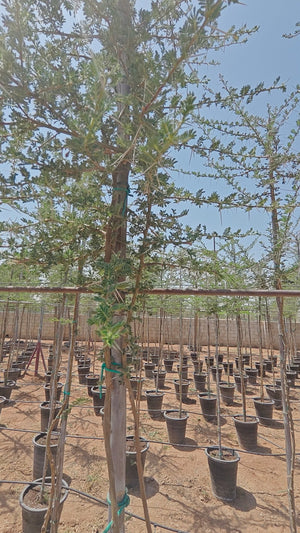 Tree Acacia Mellifera (Blackthorn or Honey acacia) | 2.5 - 3.0 m | 16 cm girth - Acacia Garden Center