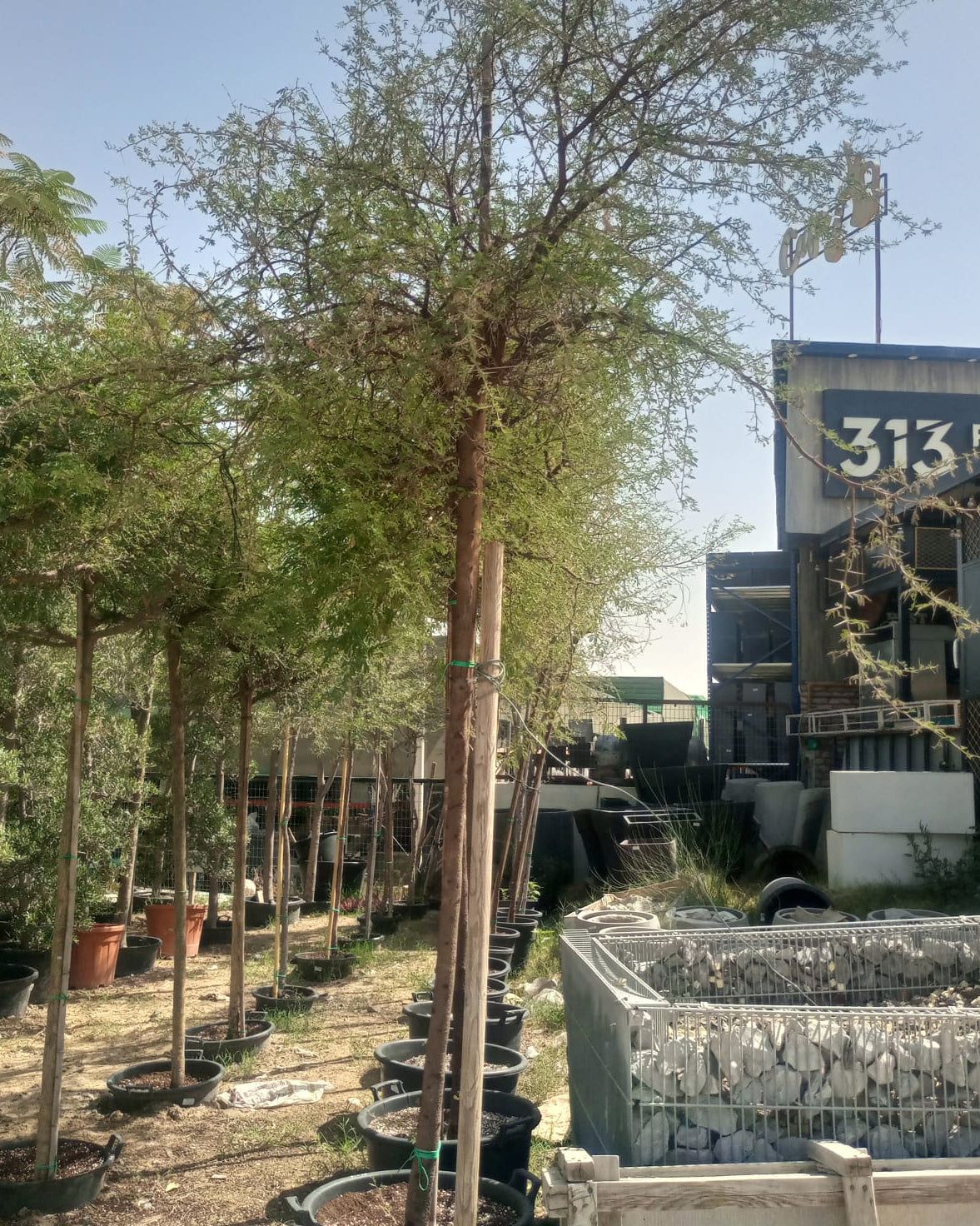 Tree Acacia Mellifera (Blackthorn or Honey acacia) | 2.5 - 3.0 m | 16 cm girth - Acacia Garden Center