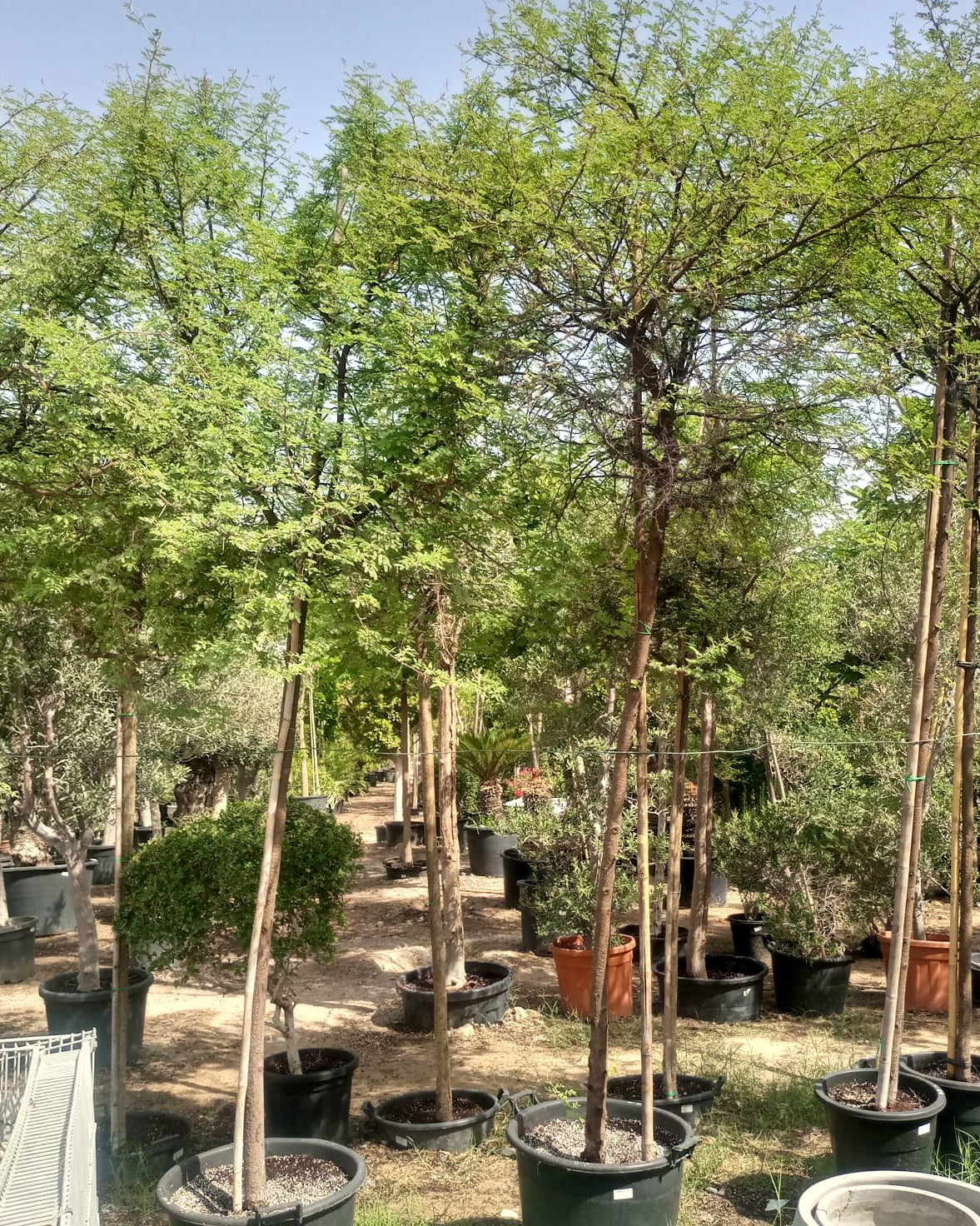 Tree Acacia Mellifera (Blackthorn or Honey acacia) | 2.5 - 3.0 m | 16 cm girth - Acacia Garden Center