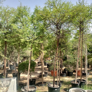 Tree Acacia Mellifera (Blackthorn or Honey acacia) | 2.5 - 3.0 m | 16 cm girth - Acacia Garden Center