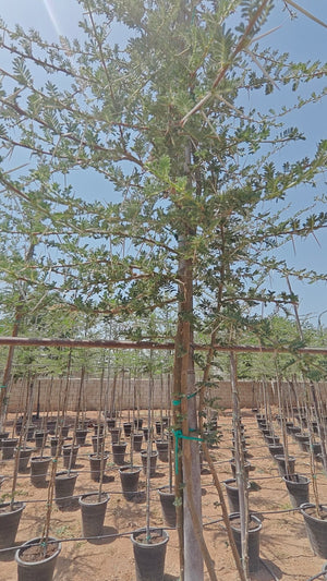 Tree Acacia Mellifera (Blackthorn or Honey acacia) | 2.5 - 3.0 m | 16 cm girth - Acacia Garden Center