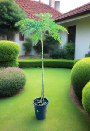 Tree Carica Papaya (Papaya or Pawpaw) 1.2 - 1.5m - Acacia Garden Center