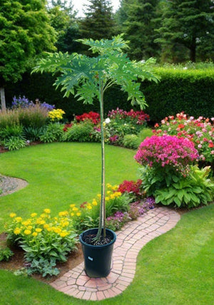 Tree Carica Papaya (Papaya or Pawpaw) 1.2 - 1.5m - Acacia Garden Center