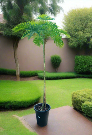Tree Carica Papaya (Papaya or Pawpaw) 1.2 - 1.5m - Acacia Garden Center