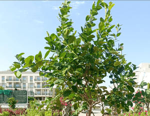 Tree Citrus Lemon | 1.2 - 1.5 m - Acacia Garden Center