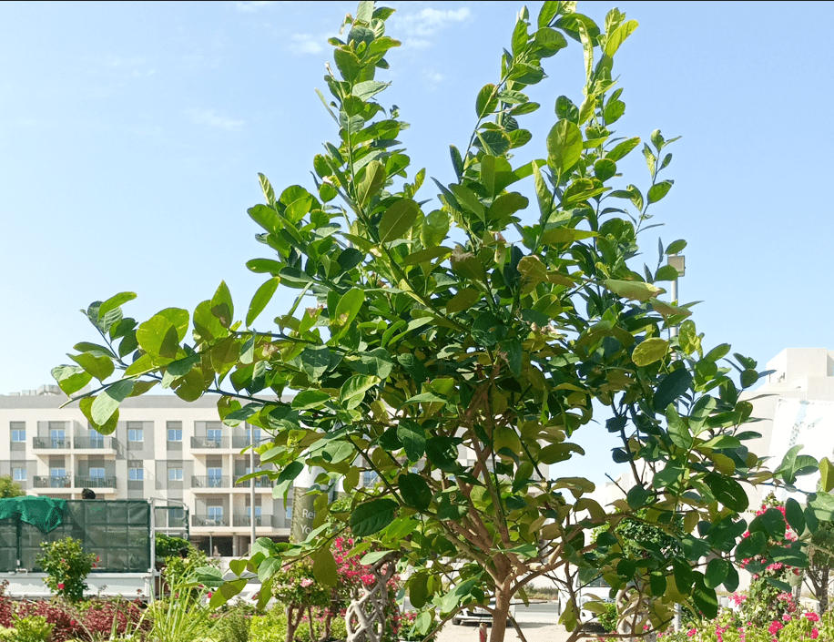 Tree Citrus Lemon | 1.2 - 1.5 m - Acacia Garden Center