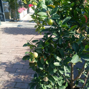 Tree Citrus Lemon | 80 - 100cm - Acacia Garden Center