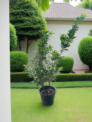 Tree Citrus Lemon | 80 - 100cm - Acacia Garden Center