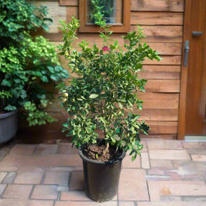 Tree Citrus Lemon | 80 - 100cm - Acacia Garden Center